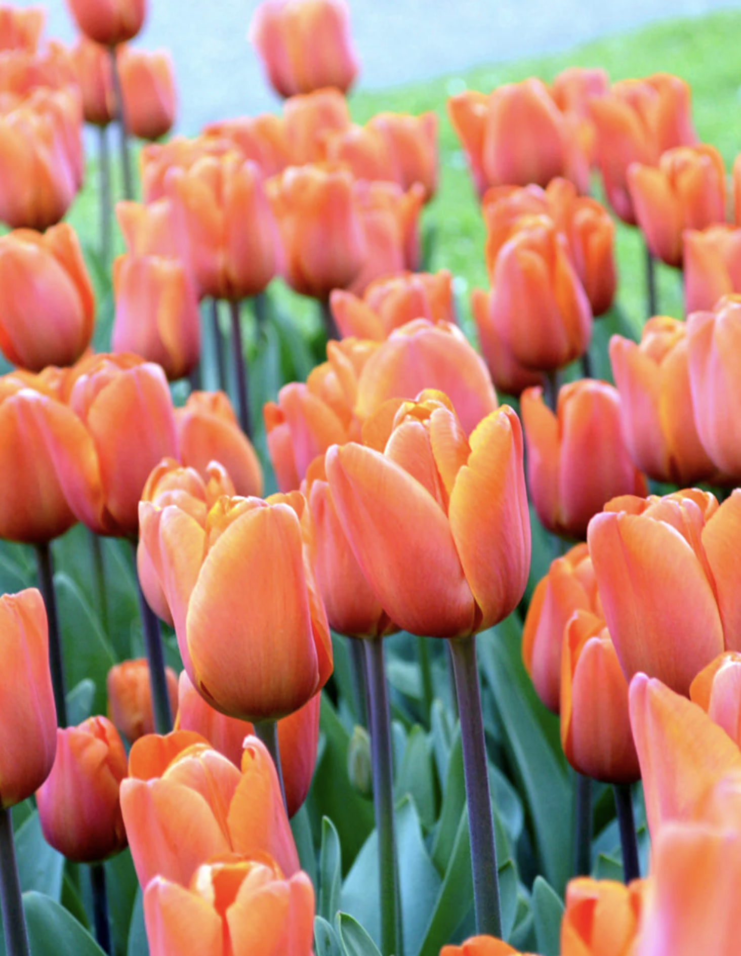 Dyed to order - Tulip Orange Emperor