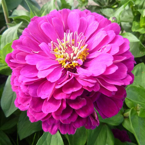 Ready to ship - Zinnia elegans 'Purple Prince'