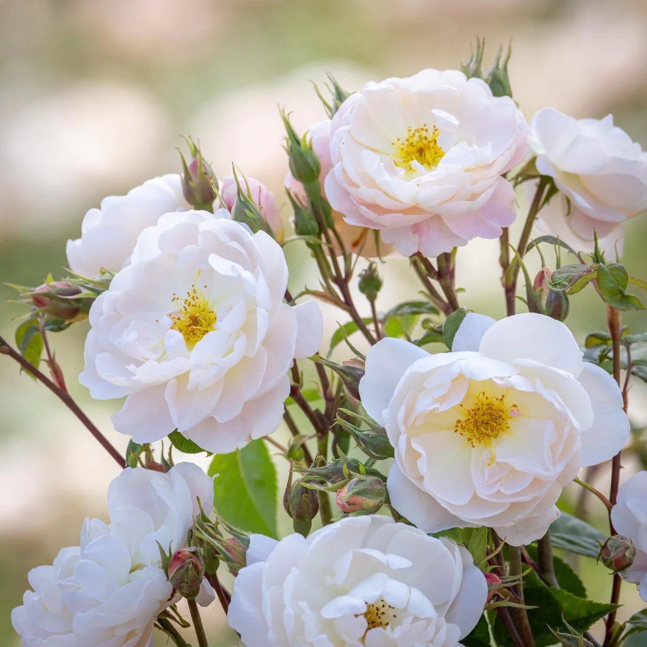 Dyed to order -  David Austin Chelsea Rose 2026 Sir David Beckham Rose WITHOUT Speckles