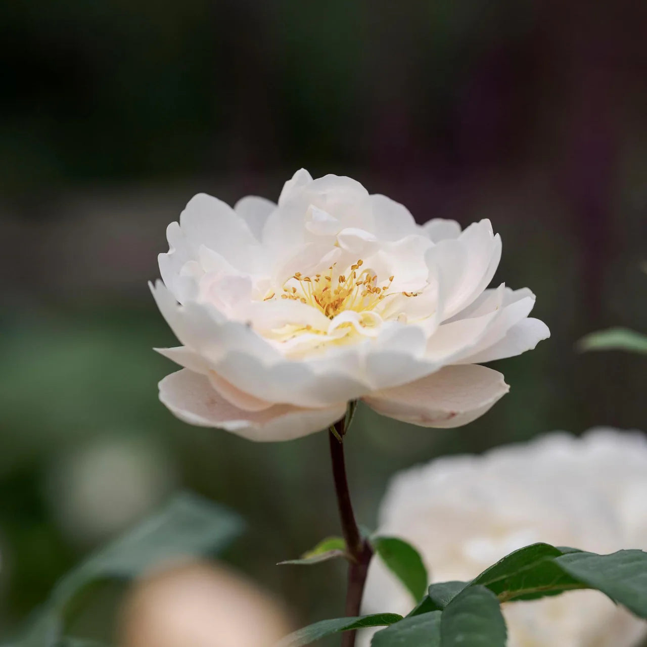 Dyed to order -  David Austin Chelsea Rose 2026 Sir David Beckham Rose WITHOUT Speckles