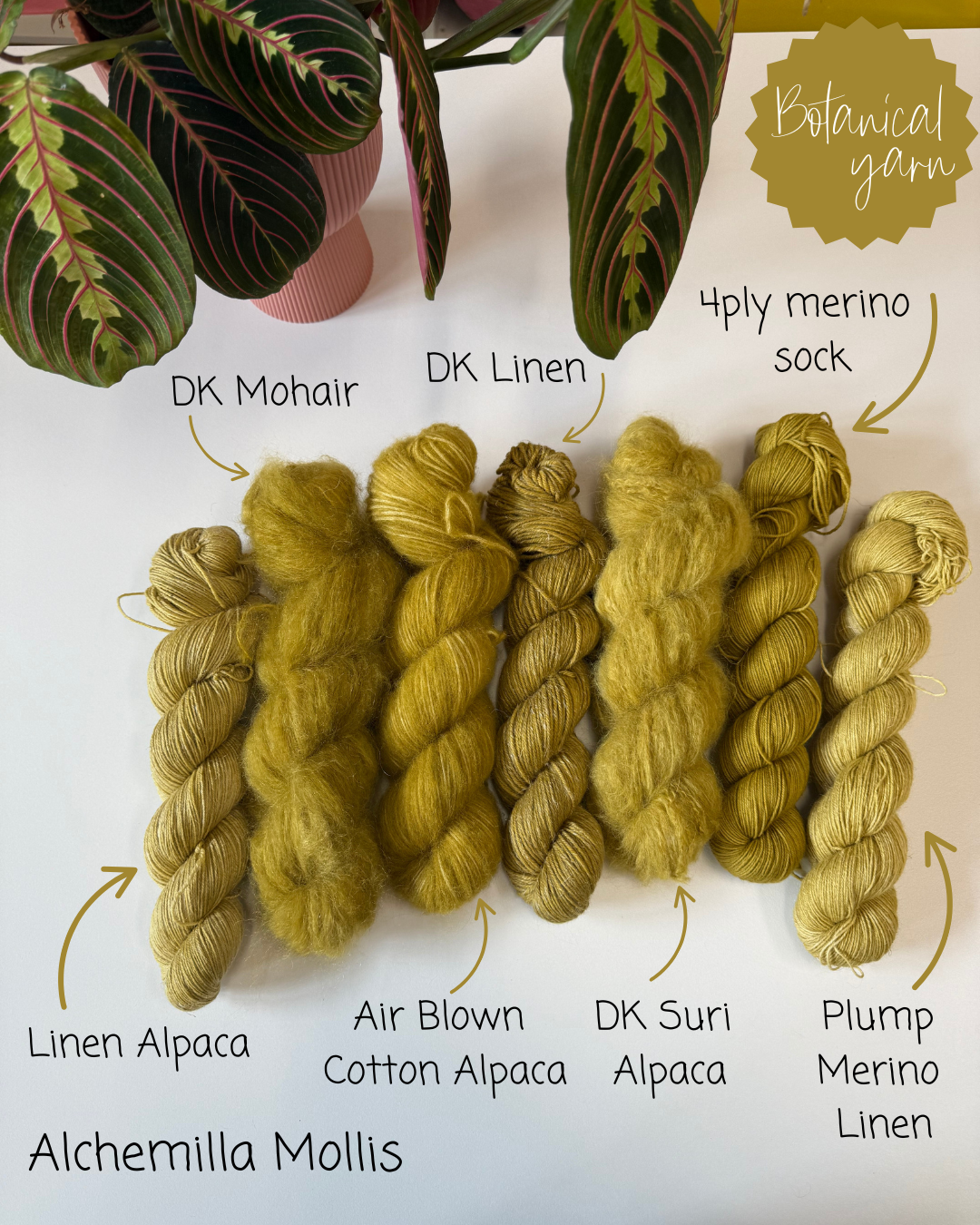 Ready to ship -  Alchemilla Mollis