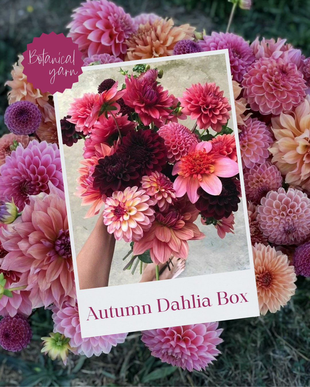Autumn Dahlias Box 01