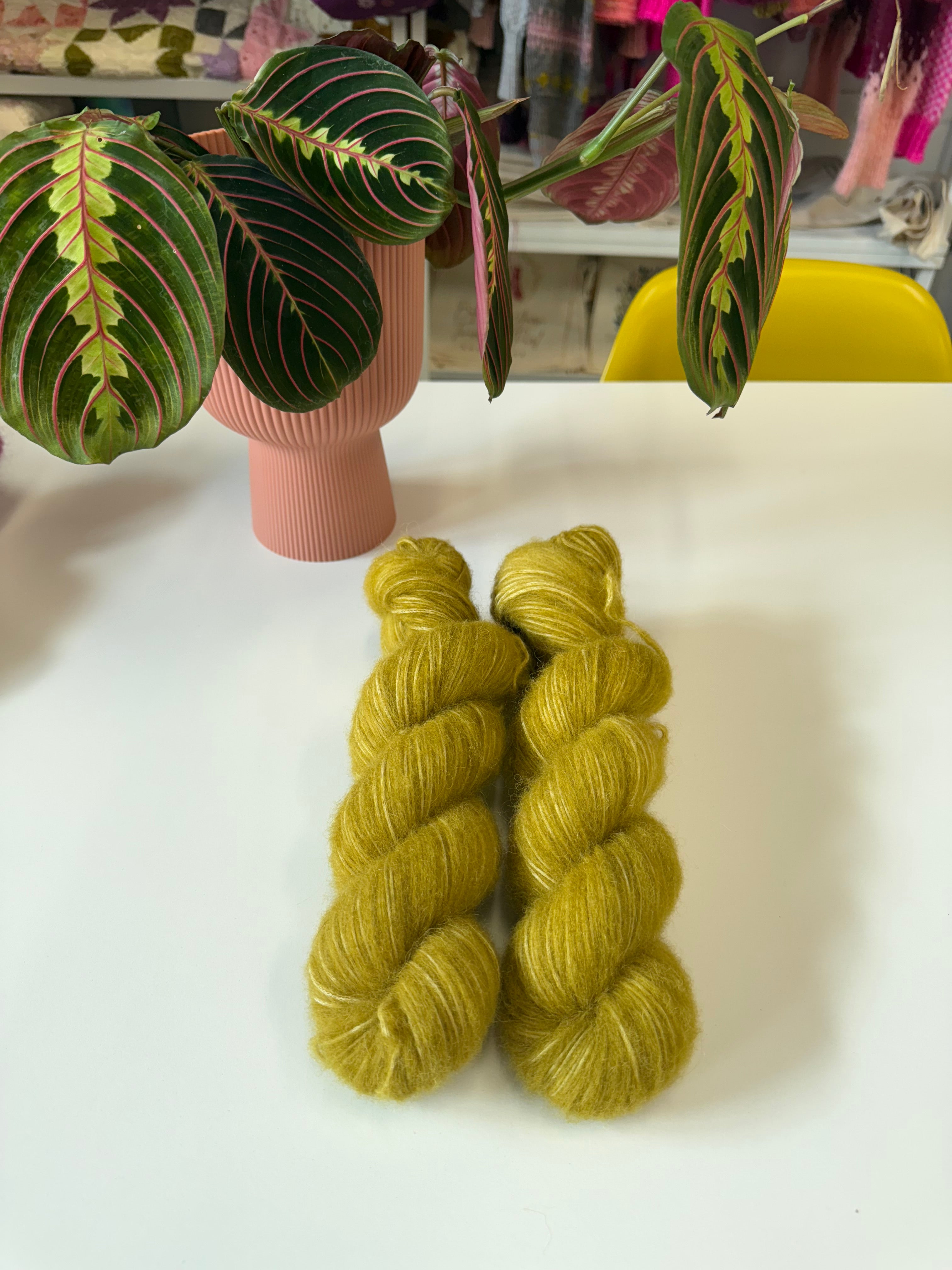 Ready to ship -  Alchemilla Mollis