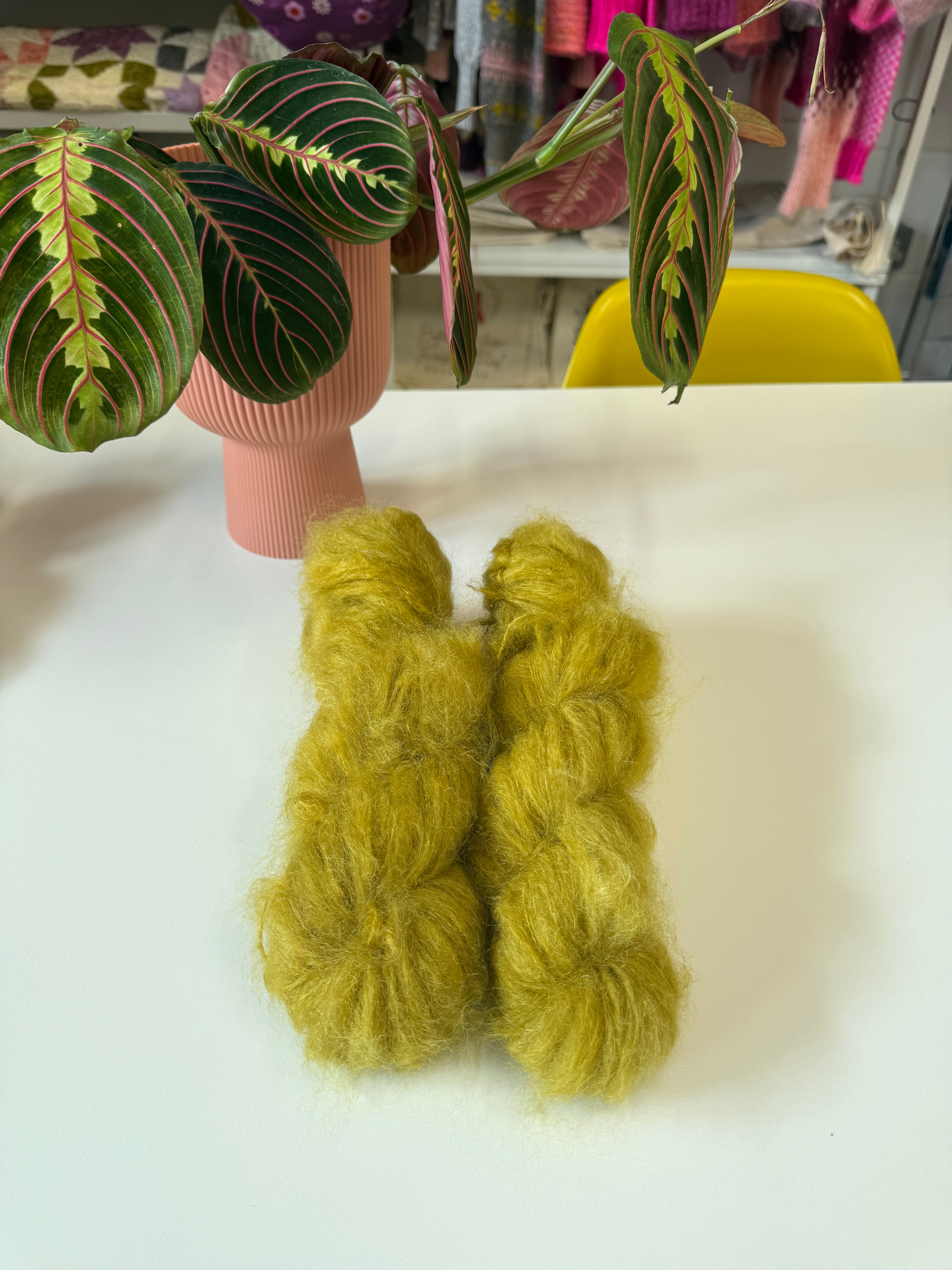 Ready to ship -  Alchemilla Mollis