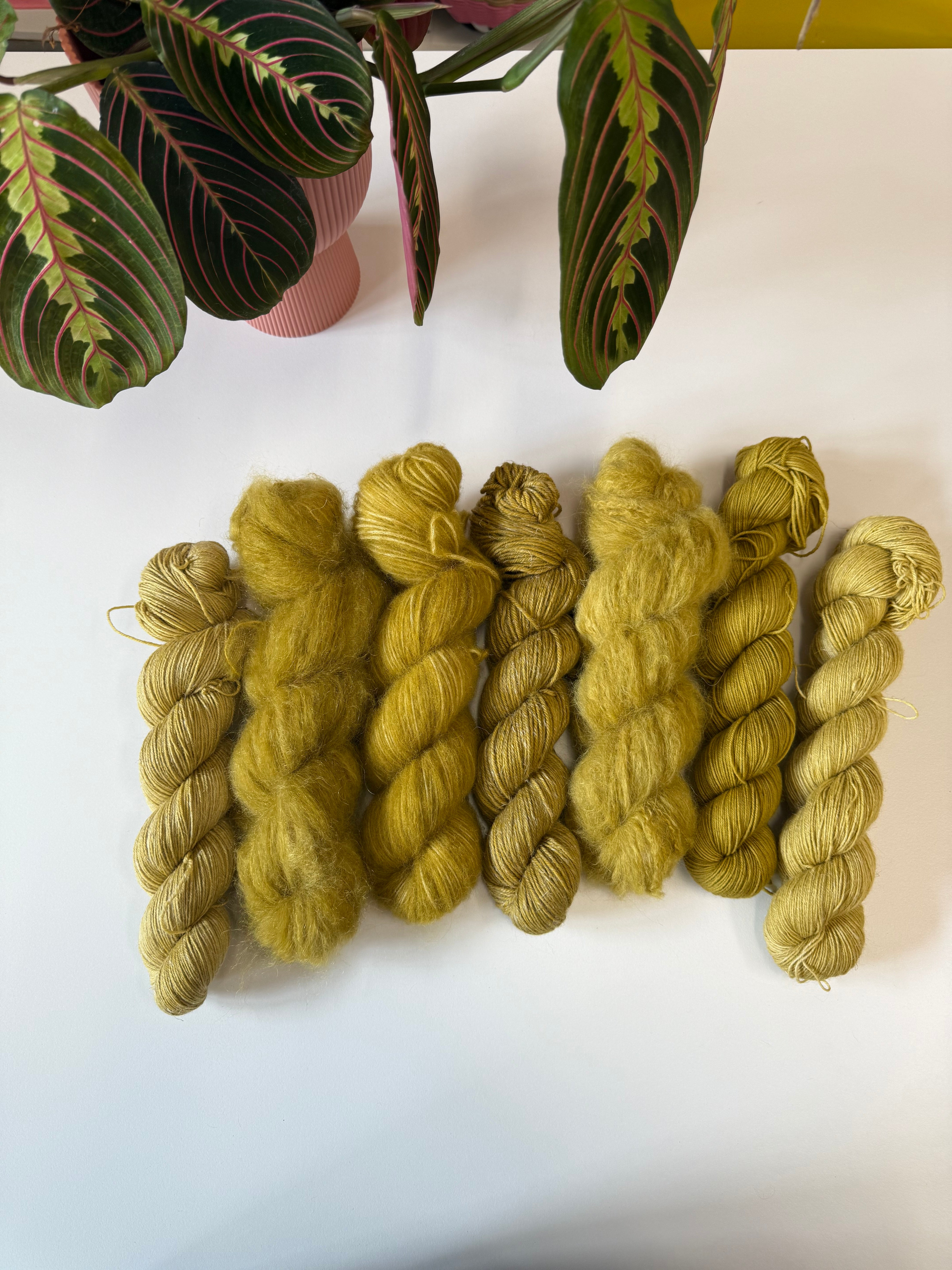 Ready to ship -  Alchemilla Mollis