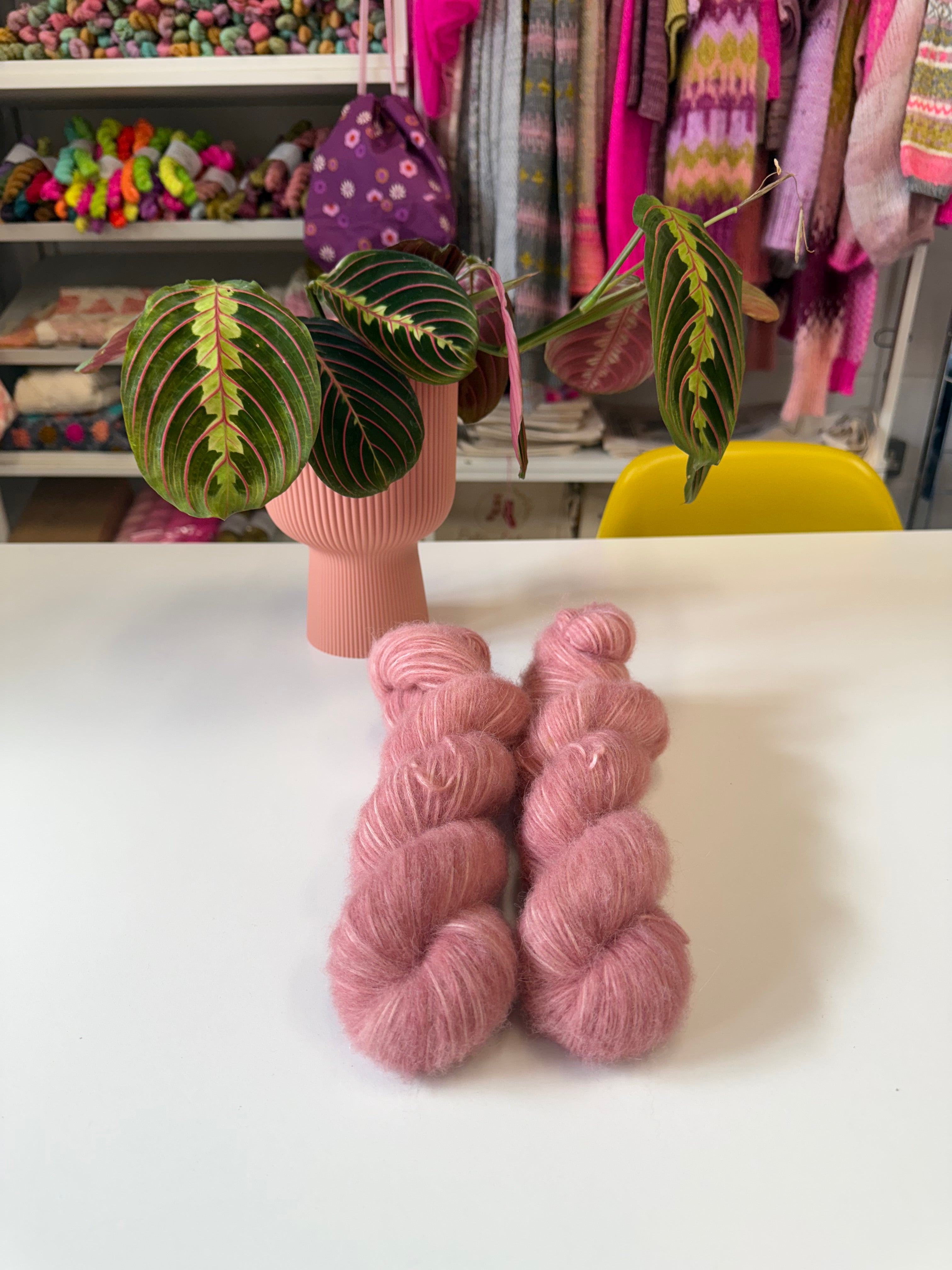 Ready to ship - Hellebore Orientalis