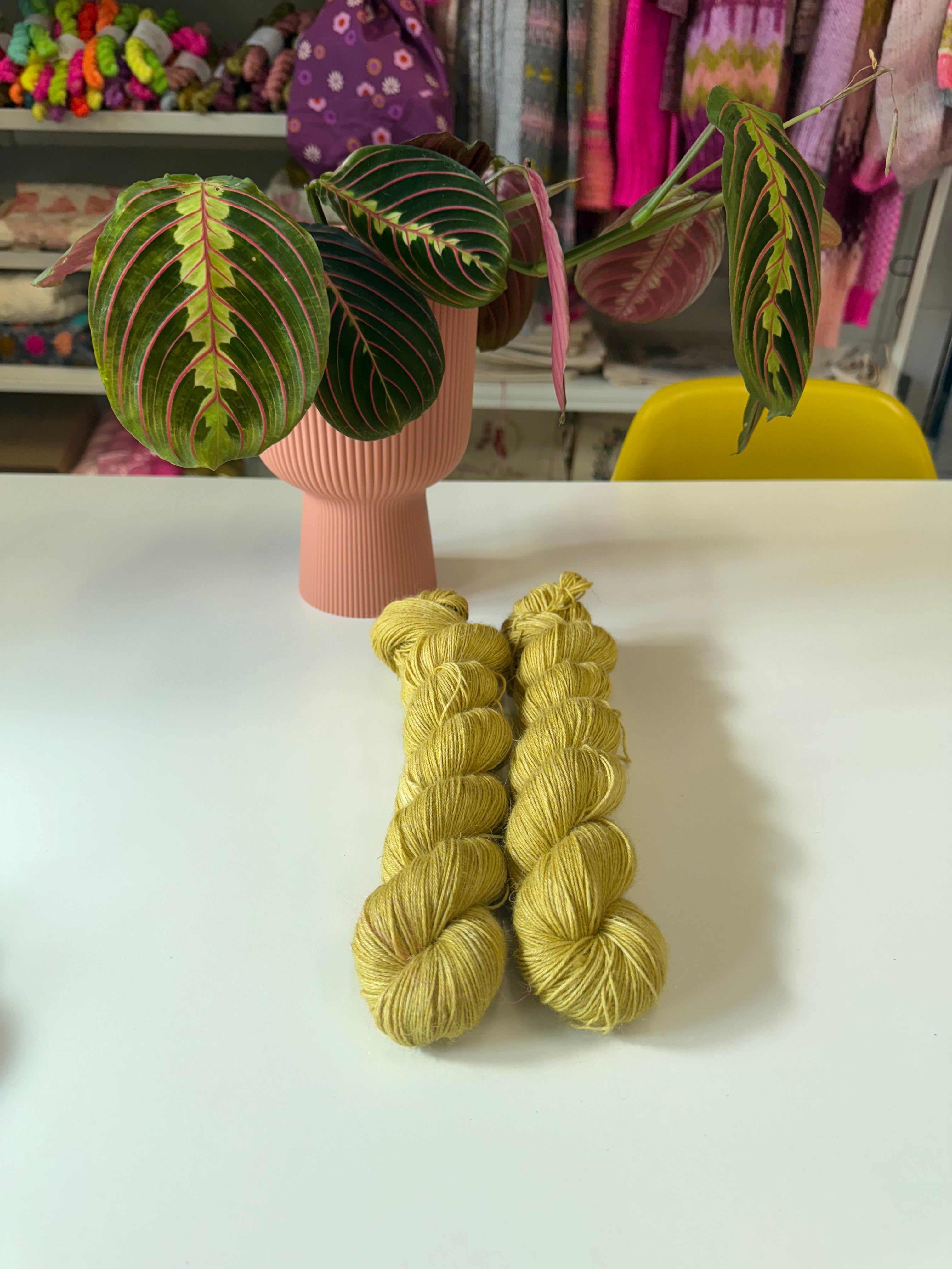 Ready to ship -  Alchemilla Mollis