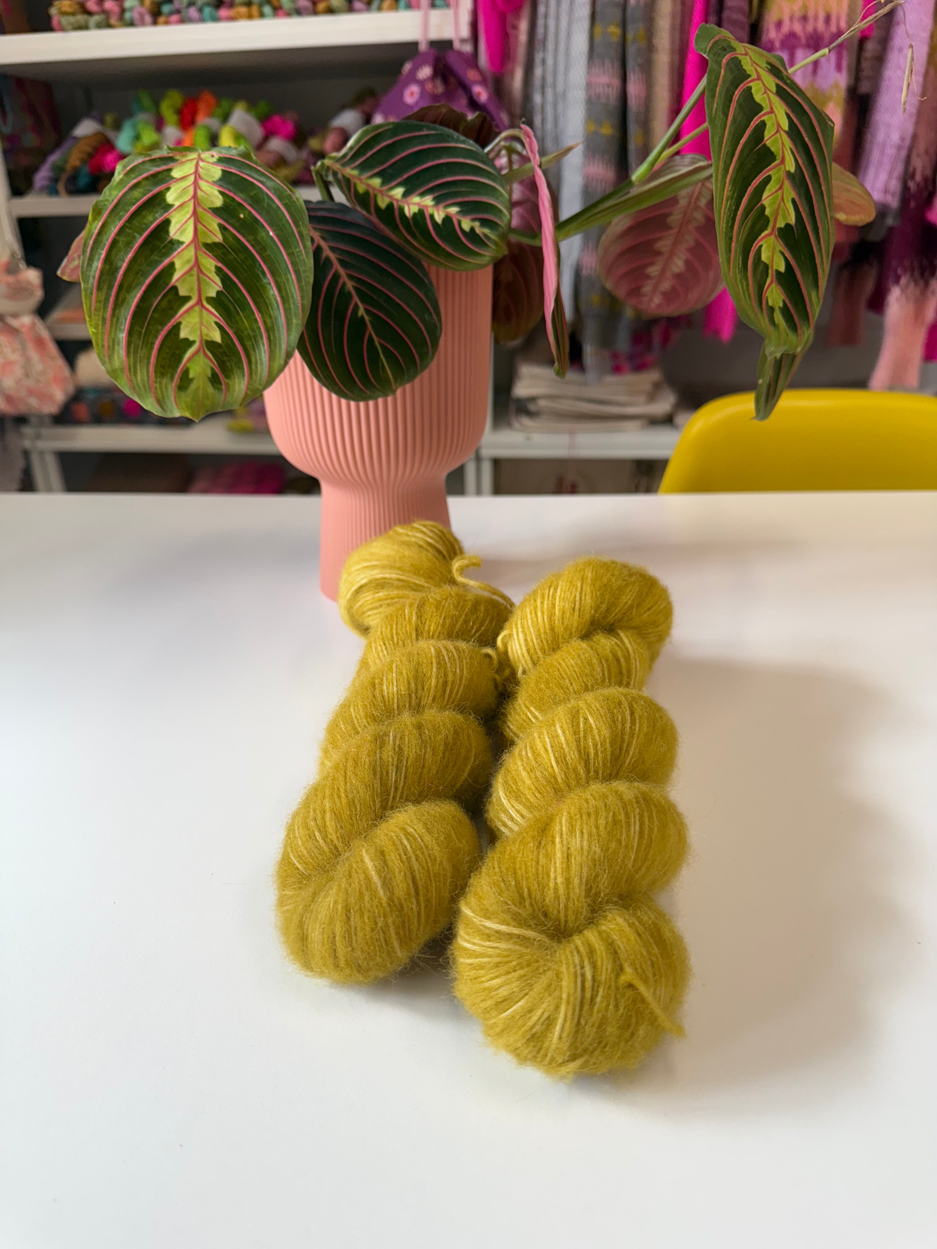 Ready to ship -  Alchemilla Mollis