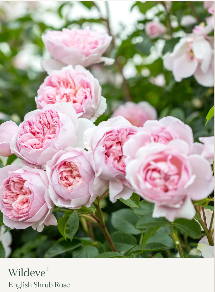 Wild Eve Rose Sock Set