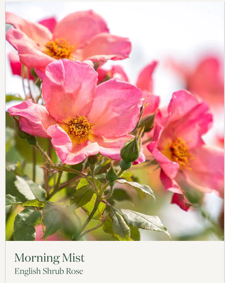 Morning Mist Rose Sock Set