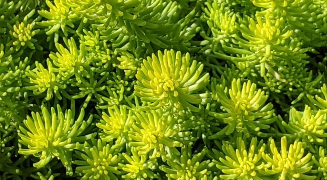 Dyed to order -  Sedum Lemon Coral