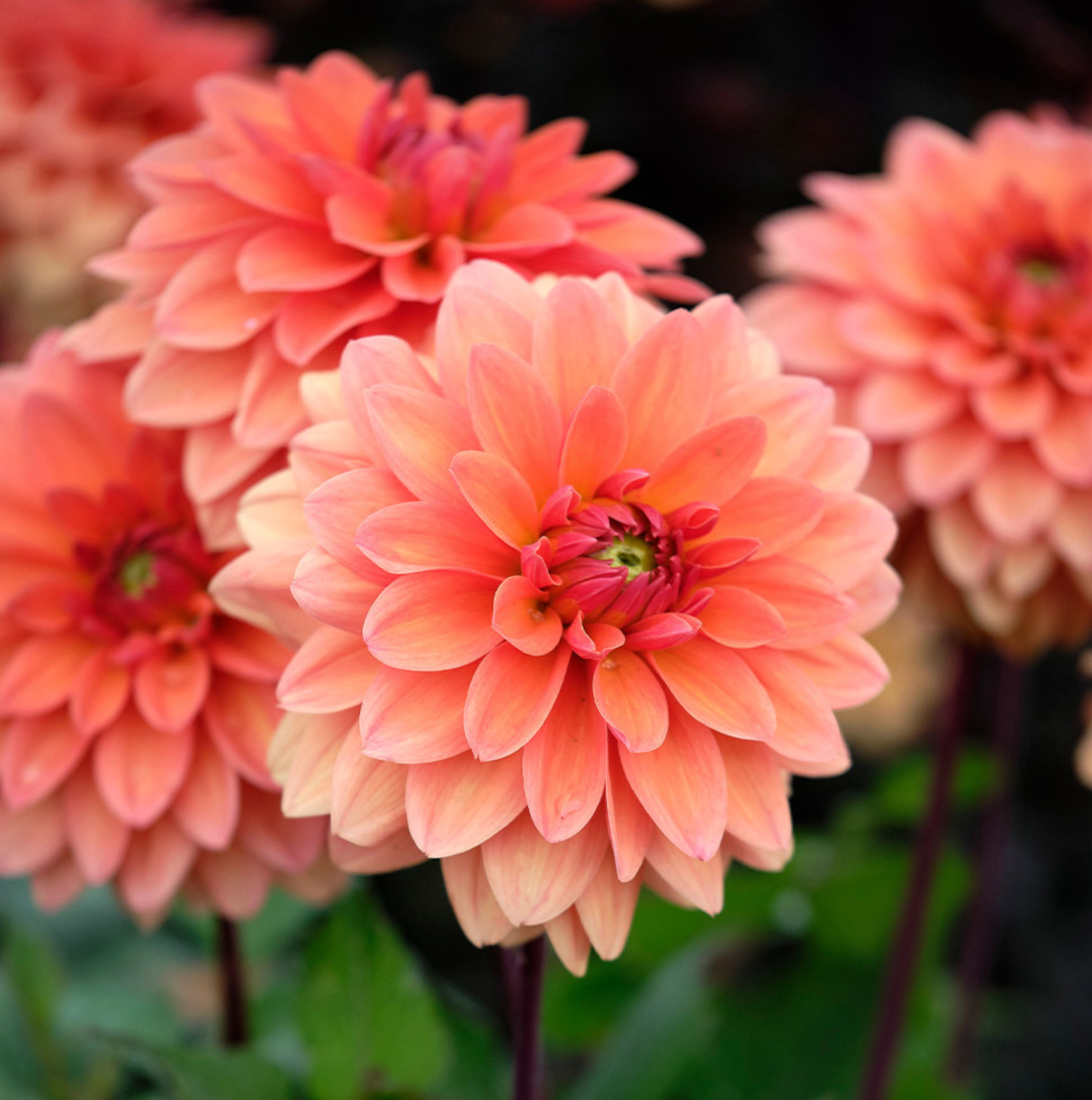 Dyed to order -  Dahlia Summer Flame
