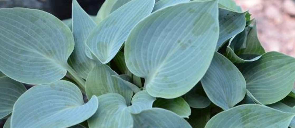 Dyed to order -  Hosta Blue Moon