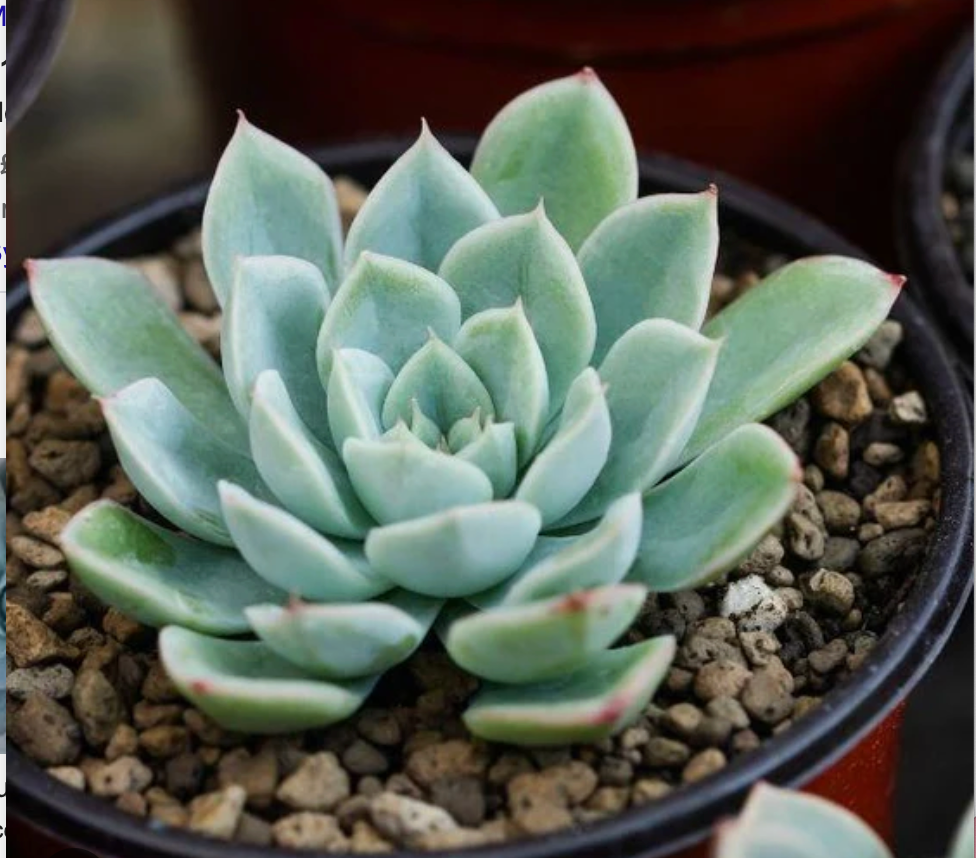 Dyed to order -  Echeveria