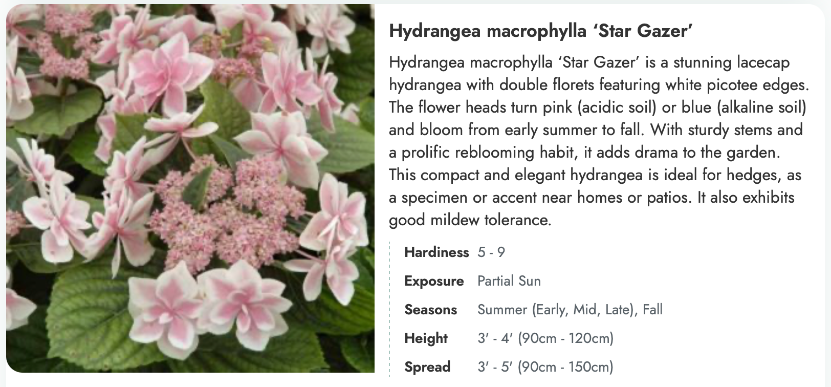 Dyed to order - Hydrangea Star Gazer