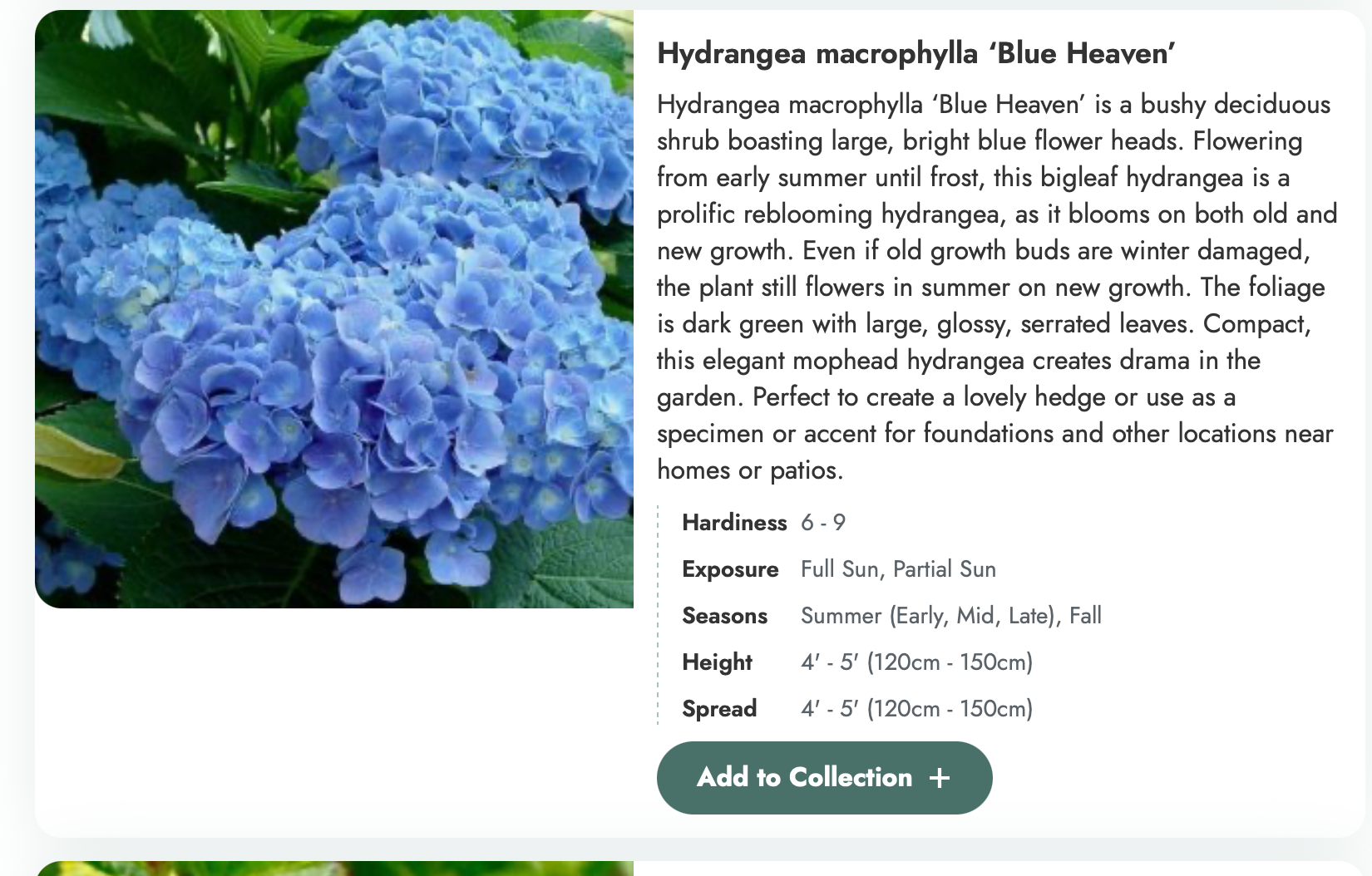 Dyed to order -  Hydrangea Blue Heaven