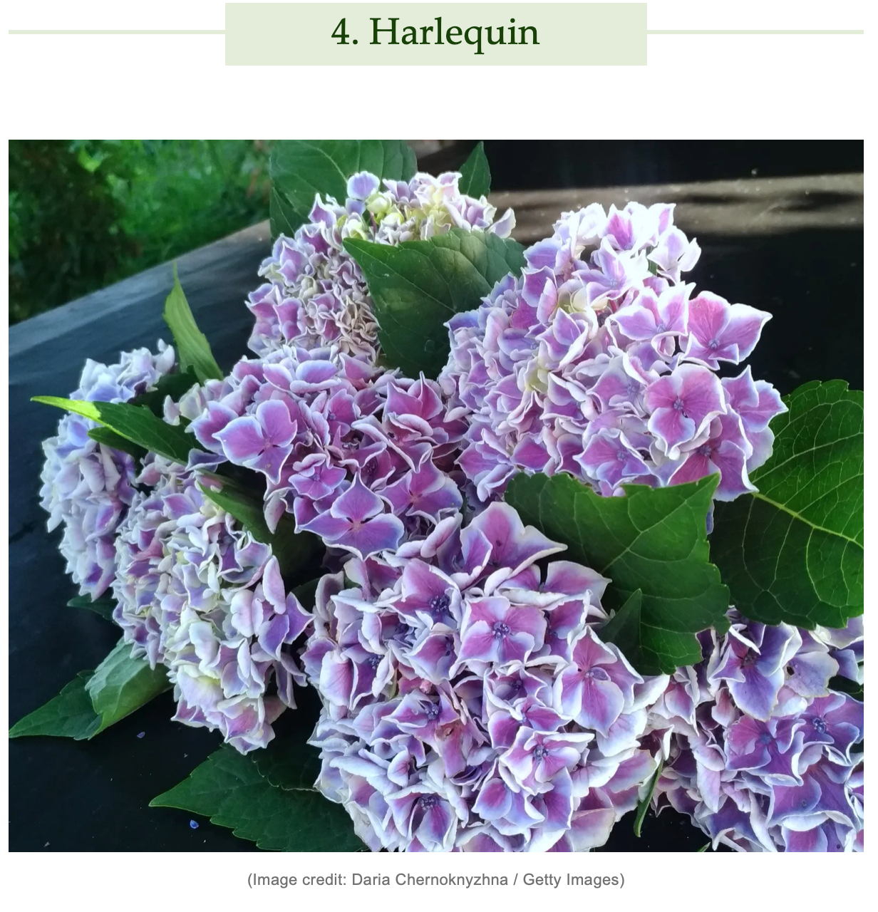 Dyed to order -  Hydrangea Harlequin