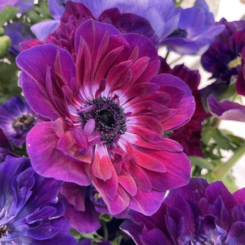 Ready to ship - Anemone ‘Bordeaux’ Neon Nep Fluff