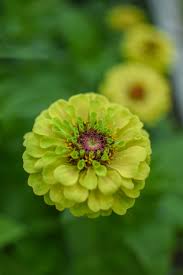 Ready to ship - Zinnia elegans 'Queen Lime'