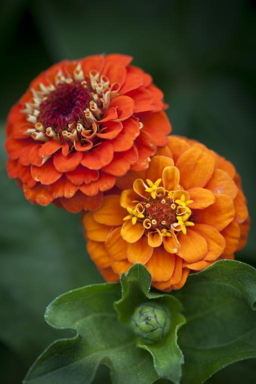 Ready to ship - Zinnia elegans 'Lilliput Orange'