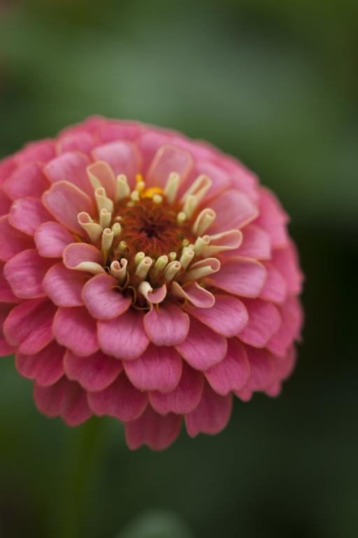 Ready to ship - Zinnia elegans, 'Lilliput Salmon'