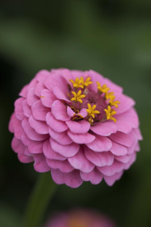 Ready to ship - Zinnia elegans, 'Lillliput Rose'