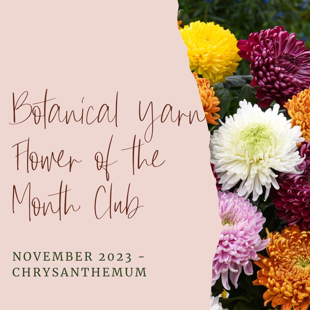 Botanical Yarn Flower of the Month Club November - Chrysanthemum